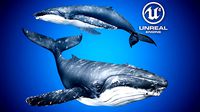 Humpback Whale for Unreal Engine