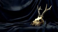 Deadly Skull 01