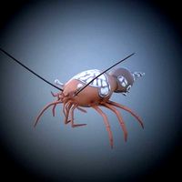 Shrimp