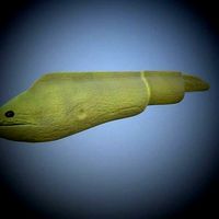 Green Eel