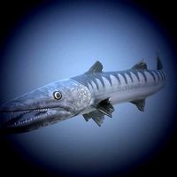 Barracuda Fish
