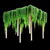 Pergola with grape leaves