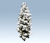 Winter cedar tree