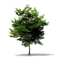 Scotch Elm 3D Model 7m