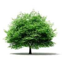 Silver Maple 3D Model 15m