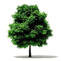 Silver Maple 3D Model 11m
