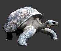 Giant tortoise