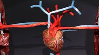 heart lung blood flow animated rigged particle blood flow