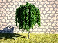 Realistic Tree Salix pendula