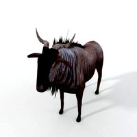 Wildebeest Gnu