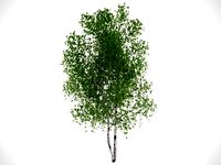 Silver Birch Betula pendula