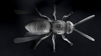 Wasp Micrography PBR VR