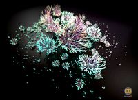 Alien Plant Fungus Type1