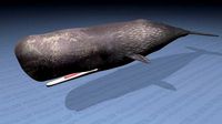 Sperm Whale - Physeter Macrocephalus - Adult Male - Textured -
