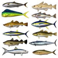 Popular Fish Megapack