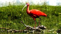 Scarlet Ibis
