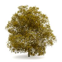 Chestnut 7M Autumn 3D Model