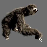 Sloth