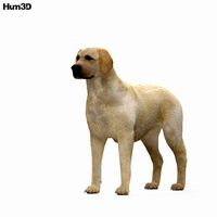 Labrador Retriever HD