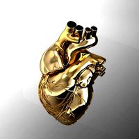 human heart