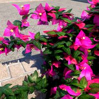 Bougainvillea Glabra