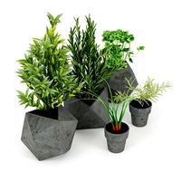Concrete Kitchen Plants