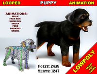Puppy Rottweiler