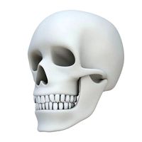 Skull without texture