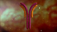 Antibody Anatomy Immune biology Cell Human system