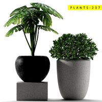 PLANTS 237
