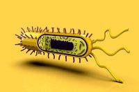 BACTERIA