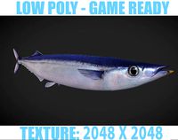 Mackerel