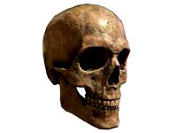 Human Skull Low-poly 3D model