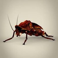 Fantasy Cockroach