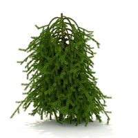Picea omorika Pendula