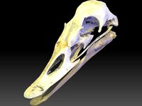 Duck Skull Scan 3D model