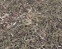 Forest Terrain dirt Pack 1