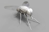 Insect Fly