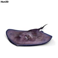 Stingray HD