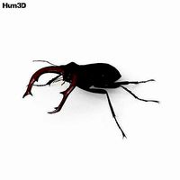 Stag Beetle HD