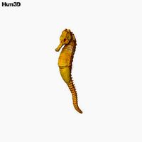 Seahorse HD