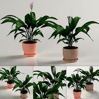 Indoor plants - Spathiphyllum