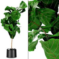 Plant in Pot Flowerpot Exotic Plant