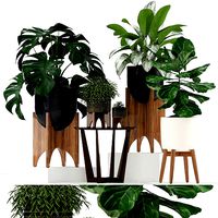 Plants collection 187 westelm