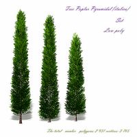 Tree Poplar Pyramidal italica low-poly