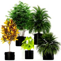 Plants collection 183