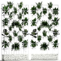 Plants collection Vertical gardening 26