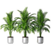 Palm 13