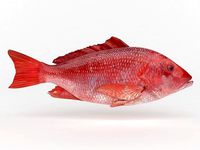 Red Snapper Fish