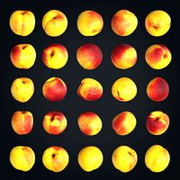 Nectarines pack Lowpoly